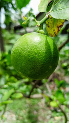 closeup green lime on tree have a lot of vitamin C