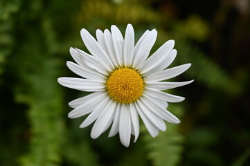 Obraz premium Paris daisy also known as Argyranthemum frutescens, marguerite or marguerite daisy, is a perennial plant known for its flowers blooming in garden