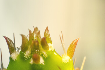 A macro shot of a cactus