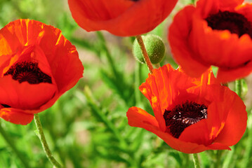 Fototapeta premium Blooming red decorative garden poppies, macro photo.