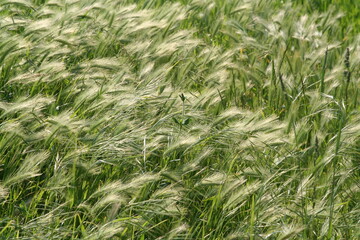 backgroud for wallpaper or imilar