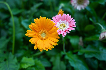 Yellow Daisy Flower, Tetraneuris acaulis is a North American species of flowering plants in the sunflower family. Common names include angelita daisy, stemless four-nerve daisy, stemless hymenox