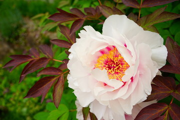 Light Pink Peony Flower during spring time in Japan - 日本 ピンク 牡丹 花