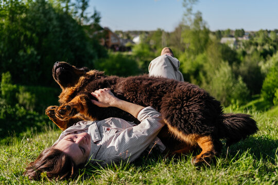 Laughing Woman In Casual Clothes Laying On Grass And Playing With Tibetan Mastiff Dog Outdoors