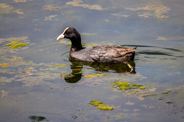 Coot relaxing at the lake