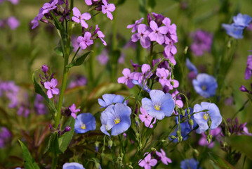 Blue flowers of flax field Flax Linum of the Flax family Linaceae