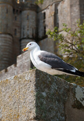 Seagull sits on a stone against the backdrop of the ancient fortress walls of Mont-Saint-Michel