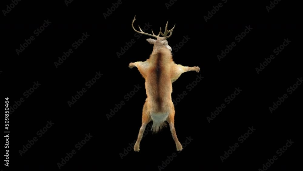 Aufkleber deer dancing cg fur 3d rendering animal realistic cgi vfx animation loop composition 3d mapping cart