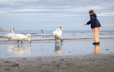 Little girl playing with swans	 - obrazy, fototapety, plakaty