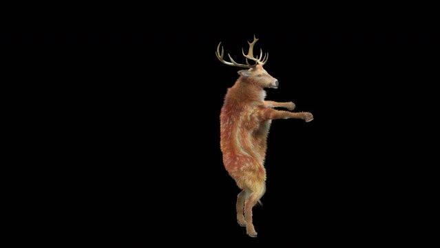 Deer Dancing CG fur 3d rendering animal realistic CGI VFX Animation Loop  composition 3d mapping cartoon, Included in the end of the clip with Alpha matte.