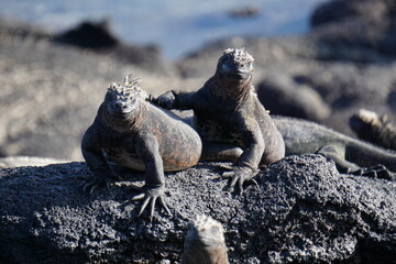 Zwei Galapagosechsen
