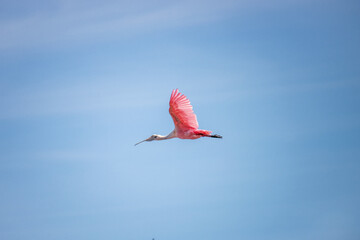 Fototapeta na wymiar red pink seagull flamingo bird kite flying in the sky