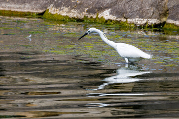 A little egret at the lake
