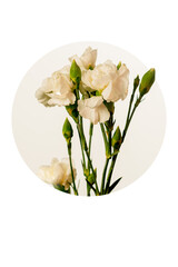 Fresh white carnations flower bouquet detail in a graphic round composition