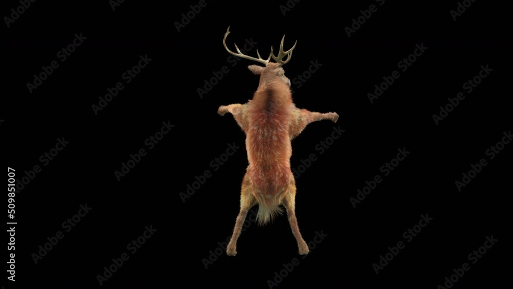 Fototapete deer dancing cg fur 3d rendering animal realistic cgi vfx animation loop composition 3d mapping cart
