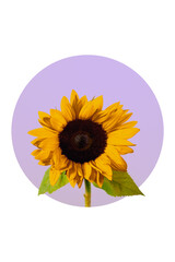 Fresh sunflower bouquet detail in a graphic round composition