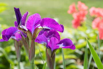 Close up of petal on purple iris.