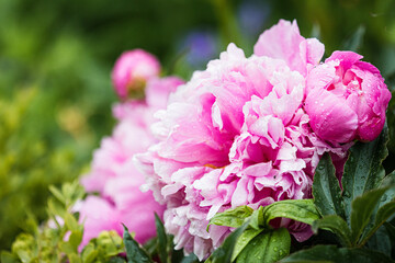 Obraz premium Pink Peonies ( Paeonia ) After A Rain Shower In The Walled Gardens Of Rousham House