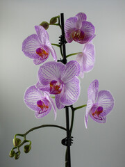 the orchid has blossomed again