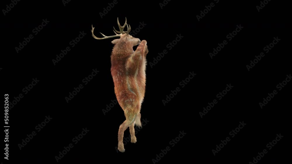 Fototapete deer dancing cg fur 3d rendering animal realistic cgi vfx animation loop composition 3d mapping cart
