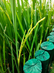 The green rice is growing