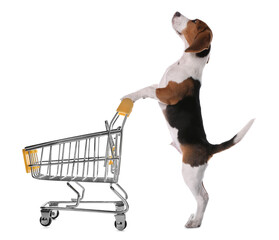 Cute dog and shopping cart on white background
