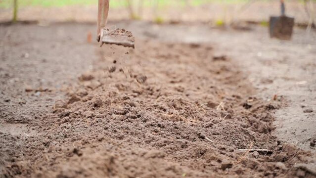 Breaking up clods of soil in a garden bed with a rake in the spring. Preparing garden soil for planting
