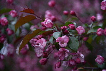 Pink and white apple blossoms in spring with bokeh