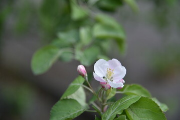 Pink and white apple blossoms in spring with bokeh