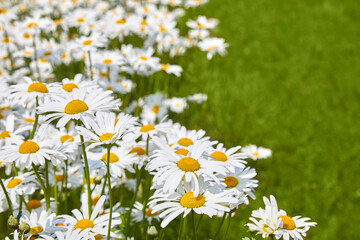 Field of daisy flowers. Beautiful meadow. Summer background