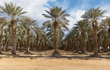 Fototapeta na wymiar date palms in the negev desert