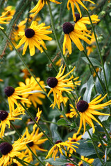 Rudbeckia in yellow tones create the big bright stain in a garden.