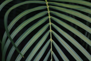 closeup shot of try palm leaves / leafs in the summer on the evening