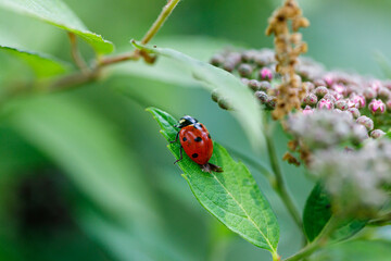 Macro photography of a ladybug in its natural habitat