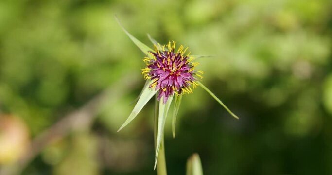 The flowers of Tragopogon porrifolius 