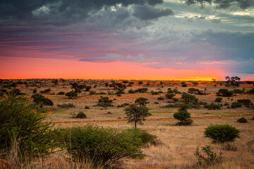 Beautiful landscape with vivid colours in Kalahari desert of Namibia. - obrazy, fototapety, plakaty