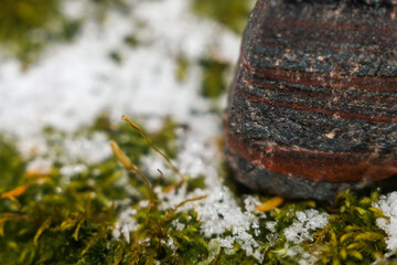 moss on stone