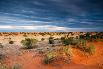 Beautiful landscape with vivid colours in Kalahari desert. - obrazy, fototapety, plakaty