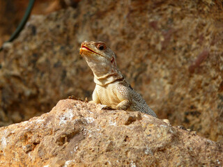 Eine Agame sitzt auf einem Stein und wärmt sich.