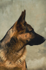 german shepherd dog