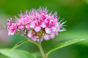Macro photography of a spider in its natural habitat