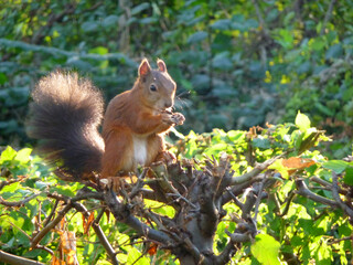 Ein Eichhörnchen im Schlosspark Schönbrunn