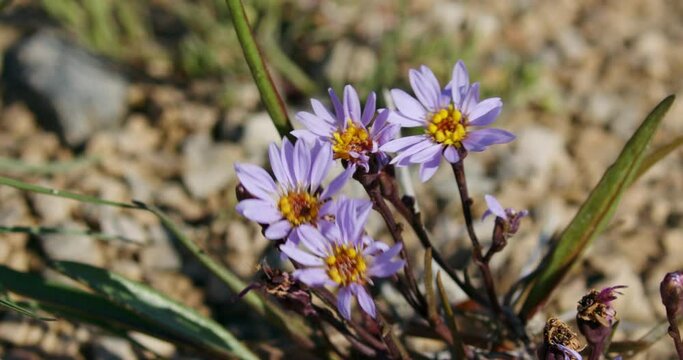 Flower of Tripolium pannonicum, called sea aster