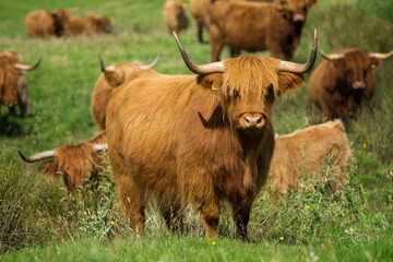 Highland cattle flock - 509854820