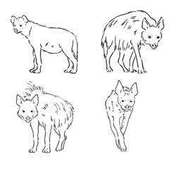 Vector hand drawn doodle sketch hyena isolated on white background