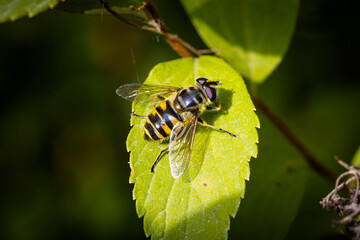 Macro photography of a bee in its natural habitat