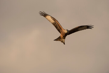 Portrait of Red Kite (Milvus milvus) in flight - stock photo