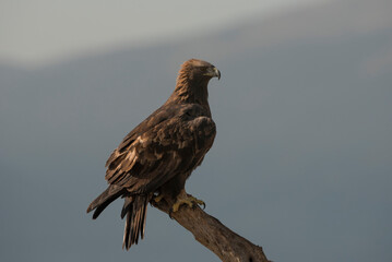 Golden eagle. (Aquila chysaetos)  Perched on a tree, against a Mountain Range- stock photo