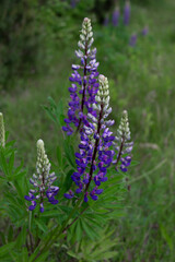 Obraz premium blue flowers in the forest