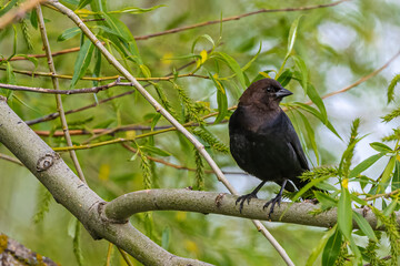 brown-headed cowbird (Molothrus ater)